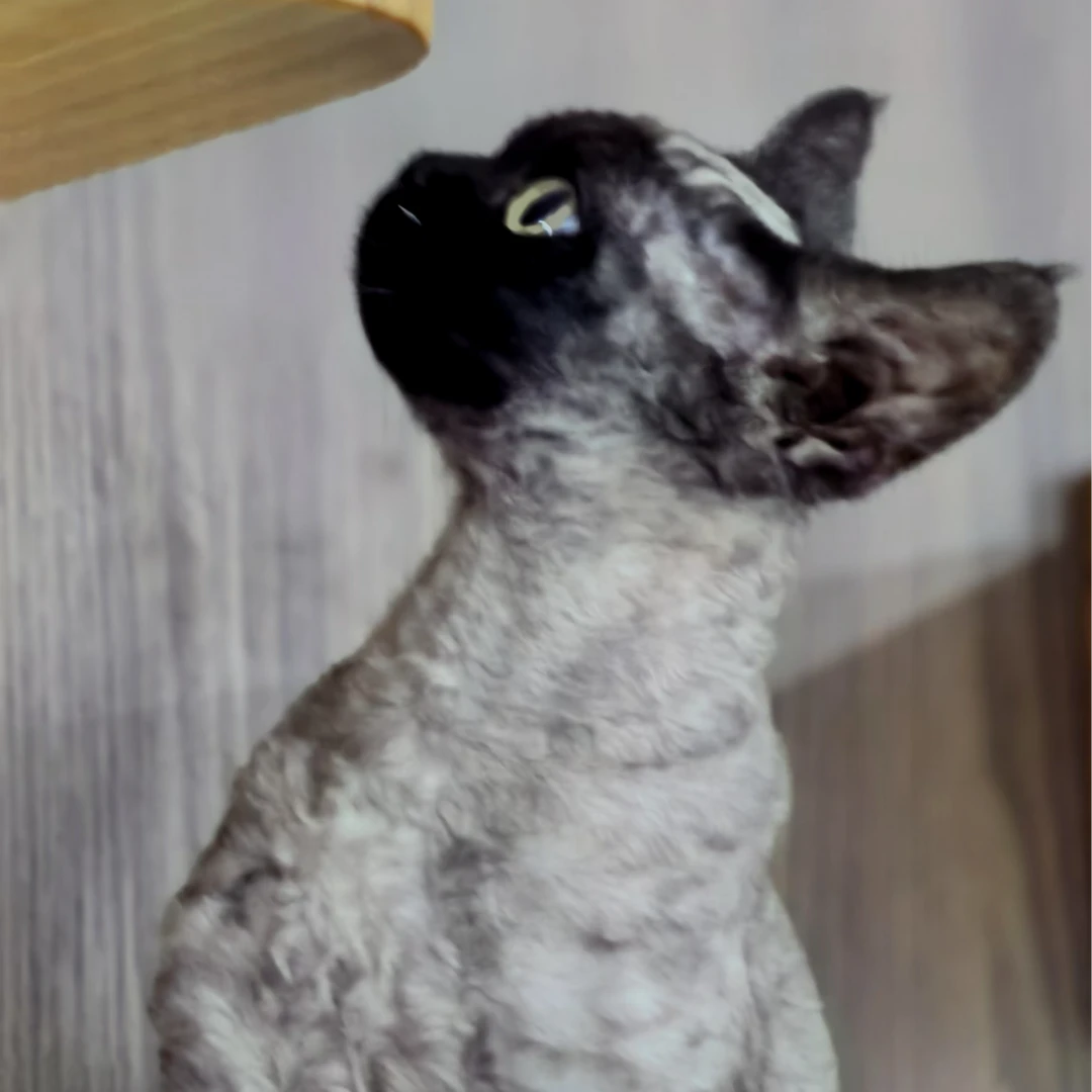 一菲家索哥家精品德文卷毛猫温顺友好可爱的猫咪奔向你女孩儿礼物