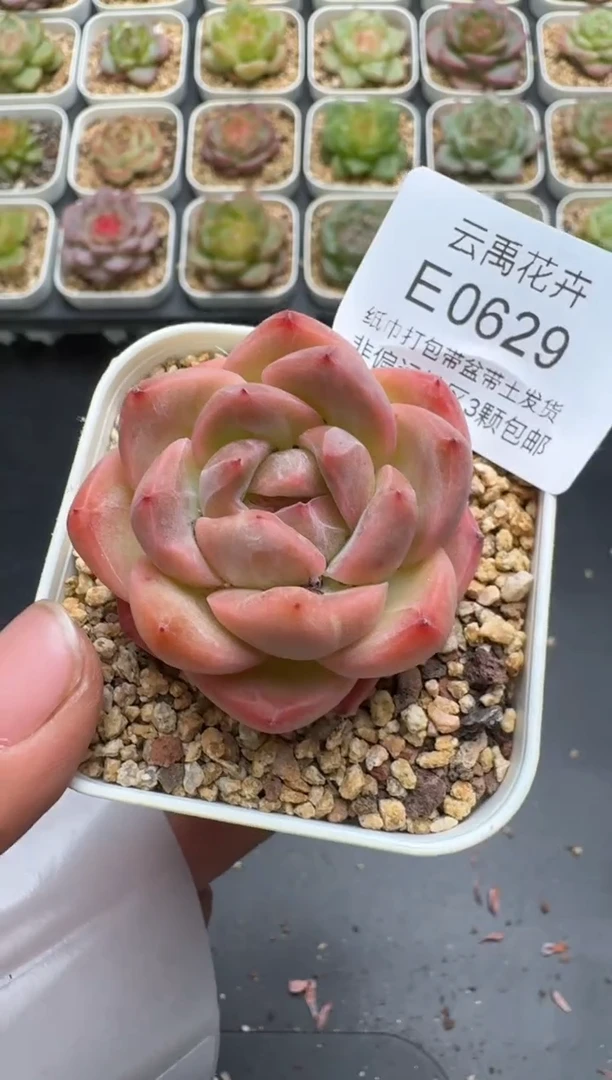 629E云禹多肉植物 带盆土纸巾打包 3颗包邮