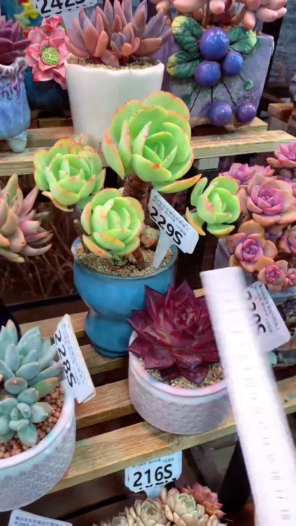 229S(一物一拍实付满28发货，默认不带盆土）