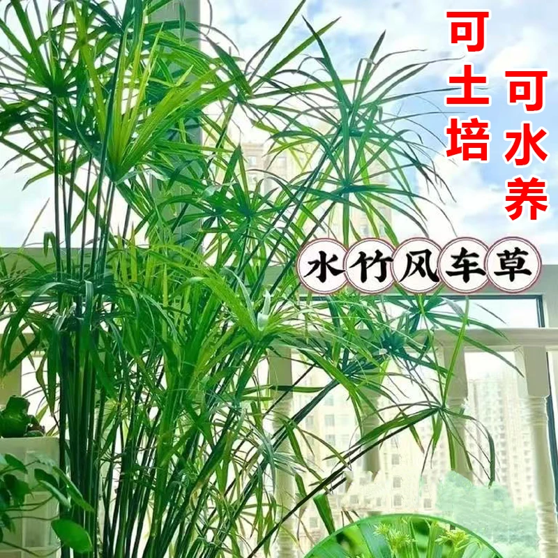 好养水竹盆栽可土培水培用于室内外鱼池庭院造景四季常青净化空气