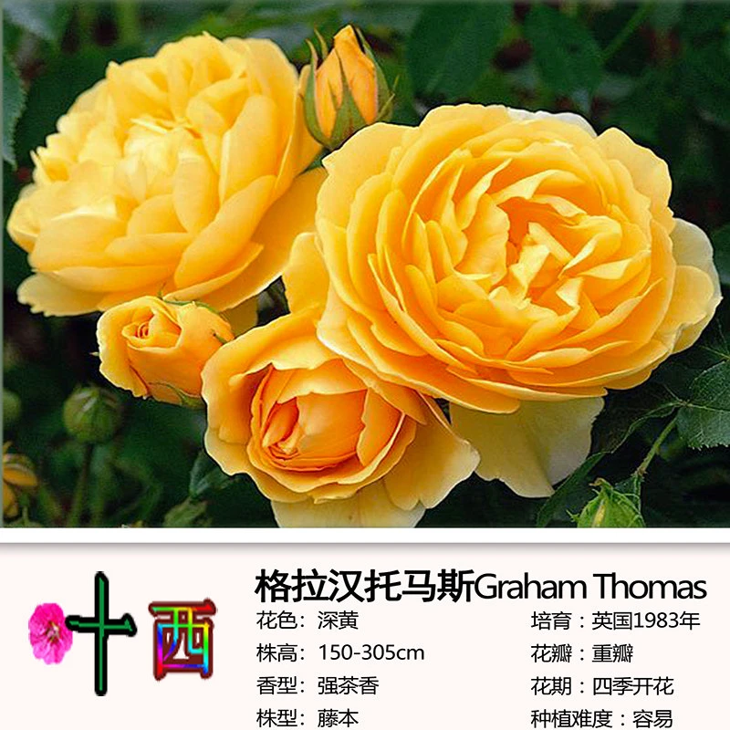 格拉汉托马斯欧月可做花墙拱门庭院阳台花园盆栽花苗强香花卉