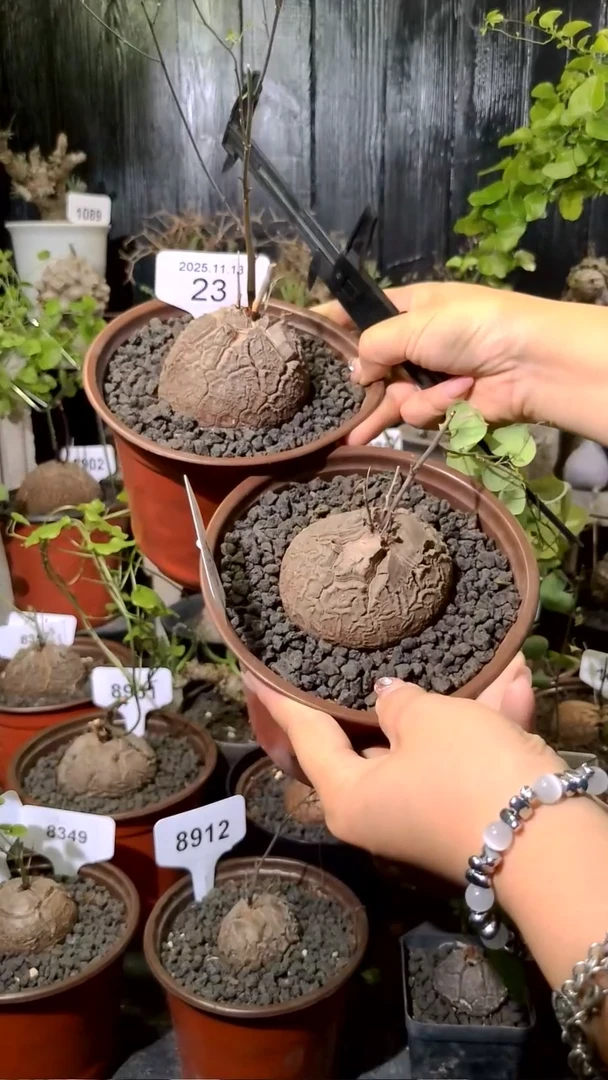 号1113福利南非龟甲龙买一送一