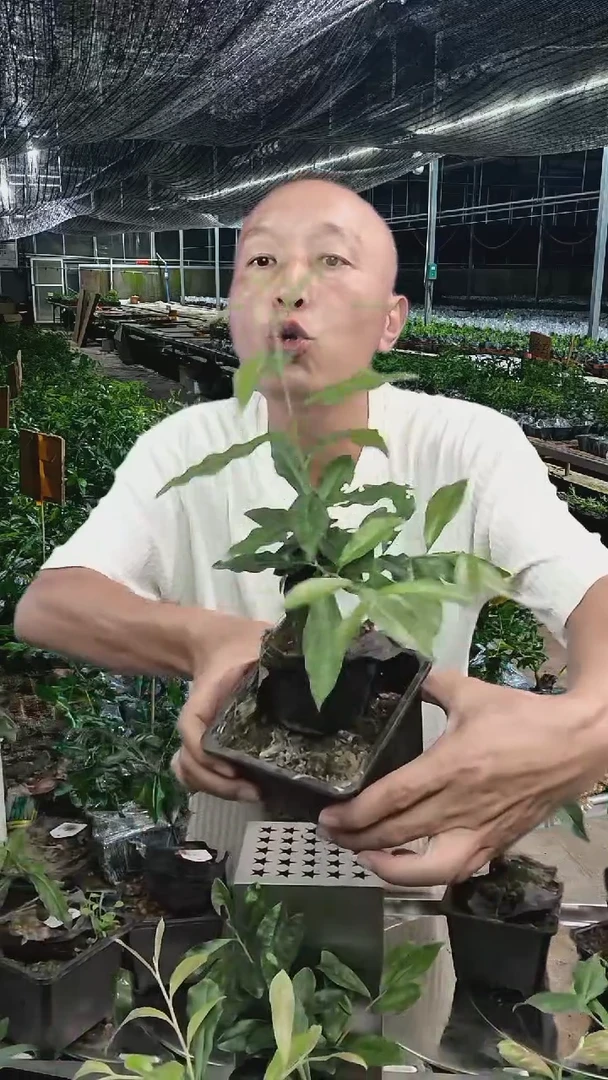 金弹子品种012血钻