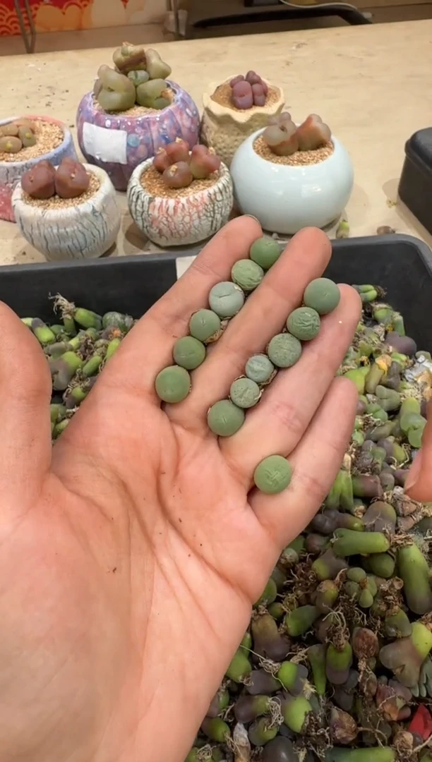 6-149多肉植物肉锥