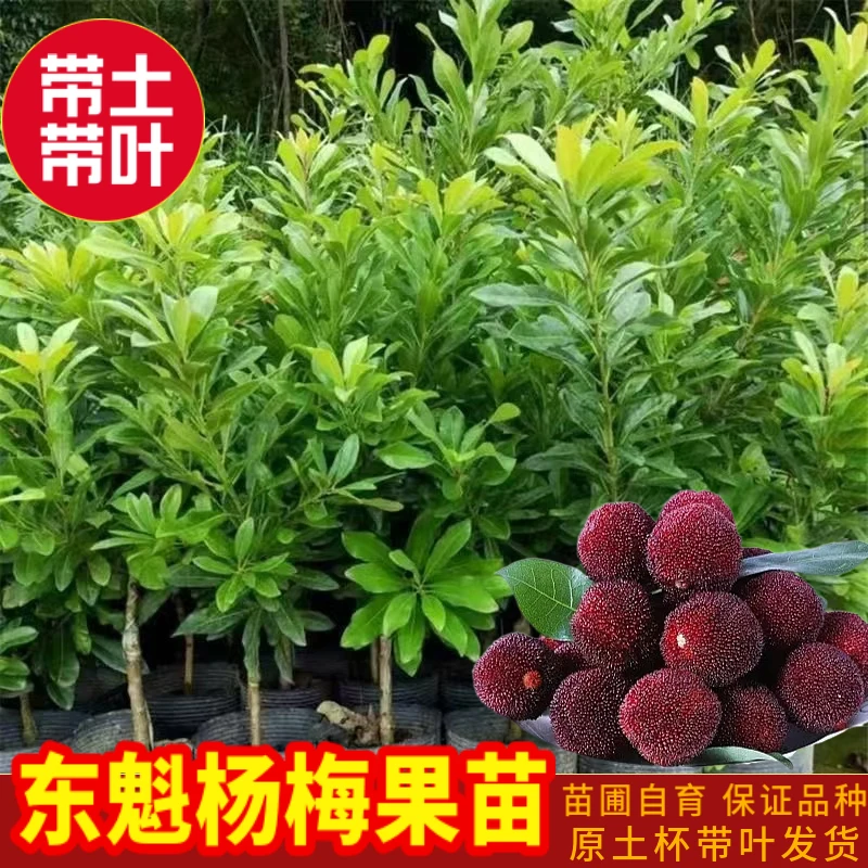正宗嫁接东魁杨梅树树苗盆栽南方阳台种植地栽果树苗 特大果