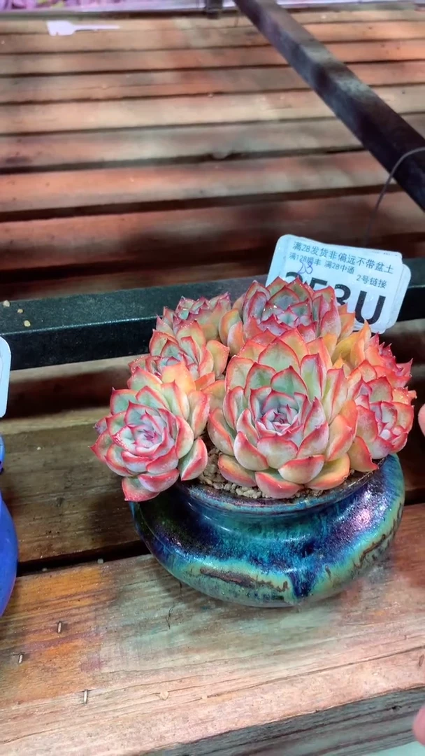 253U（一物一拍实付满28发货，默认不带盆土）