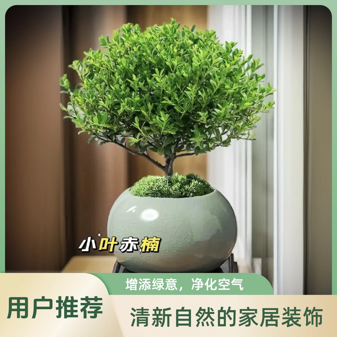 小叶赤楠盆景老桩绿植室内观赏植物桌面盆栽好养活