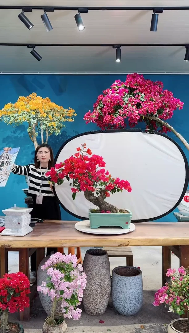 全部花朵四季同安红三角梅