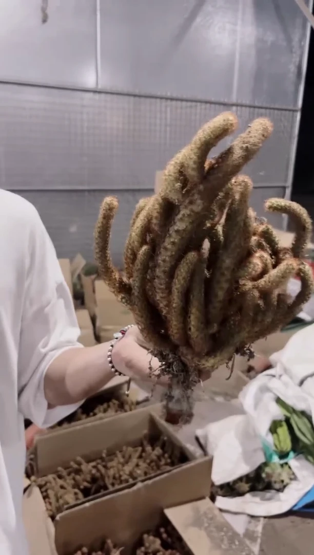 金手指 群生【带根】