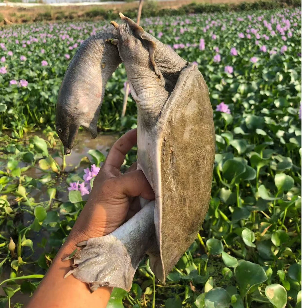 5年以上鲜活生态外塘老甲鱼