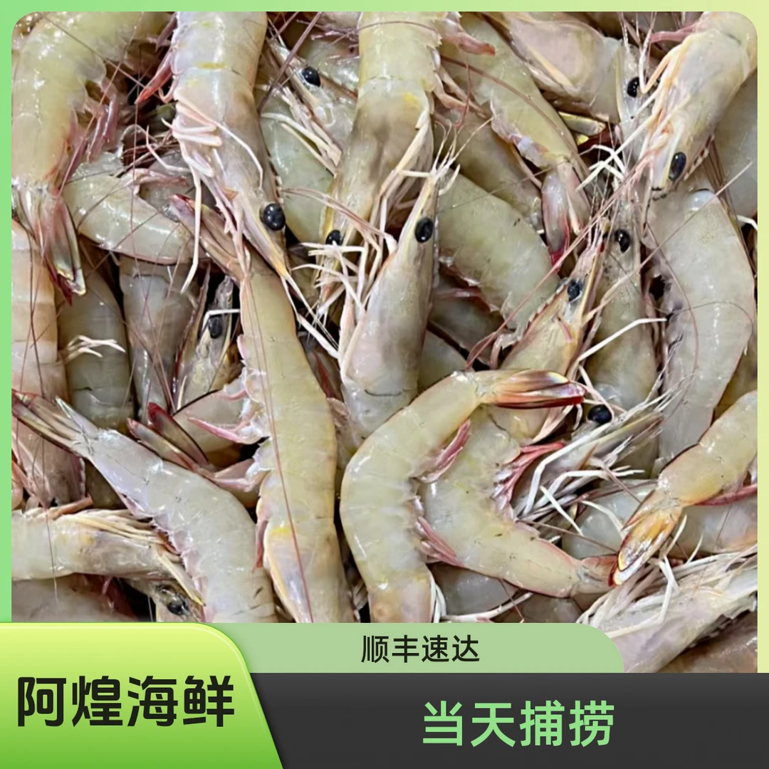 福建船捕【红虾/白丁虾】 野生虾个别松头 露头 介意勿拍 顺丰到家