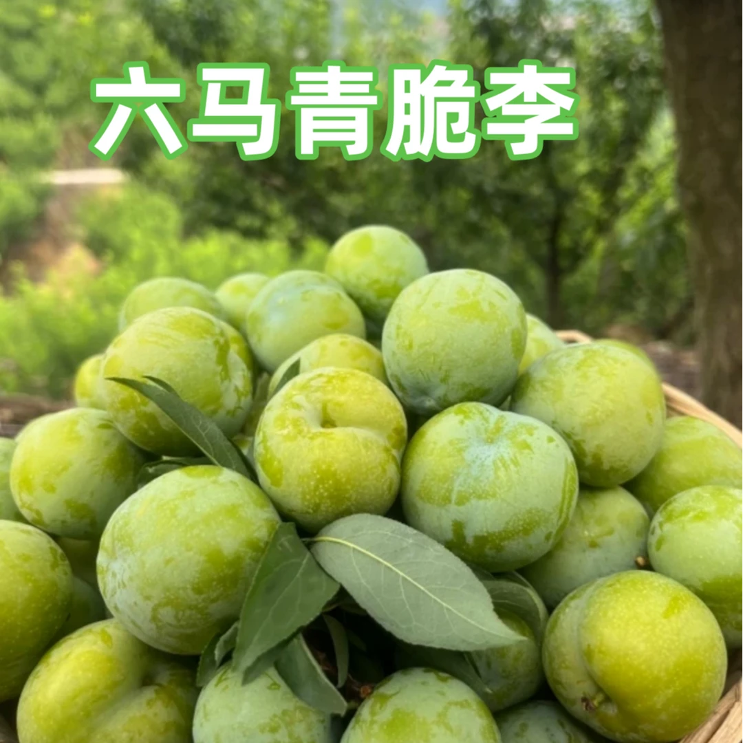 【脱骨李】正宗六马青脆脱骨李子鲜采酸甜爽口青脆李应季水果