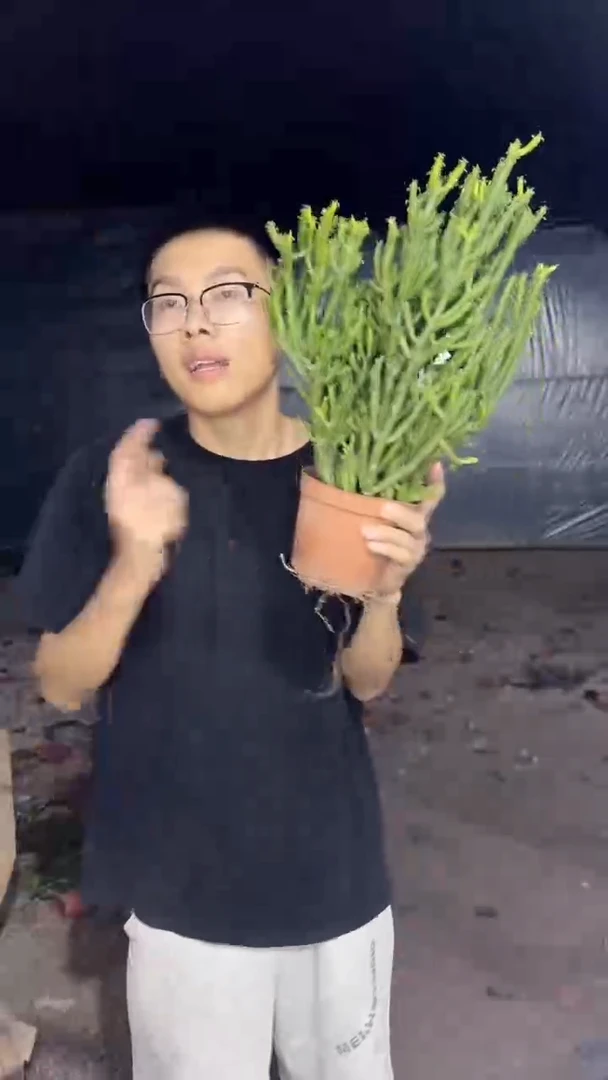 发财树  【带盆土】