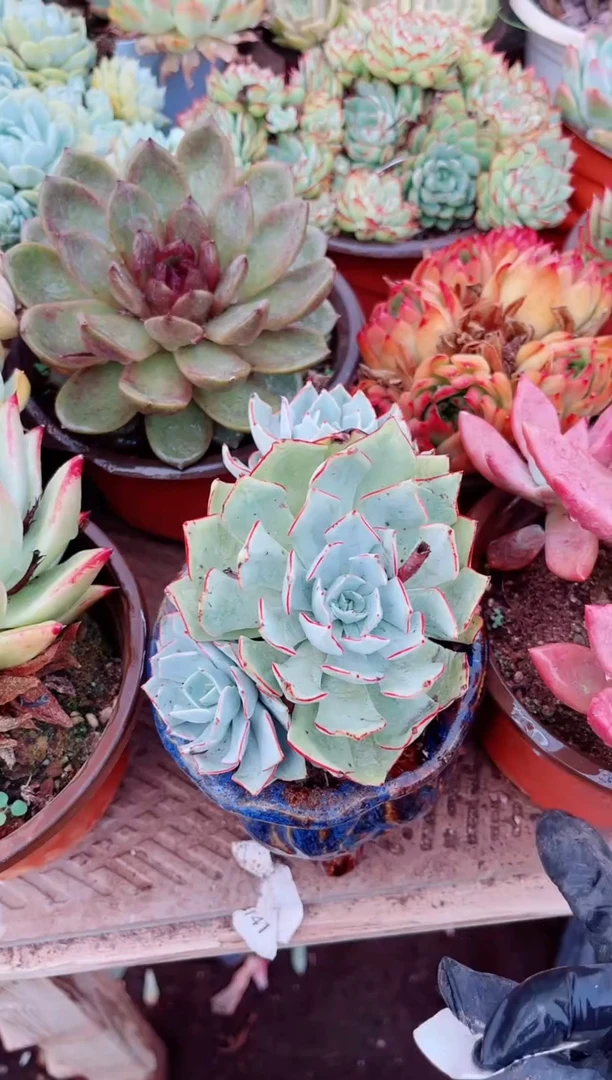 ?****伱06191多肉植物一物一拍