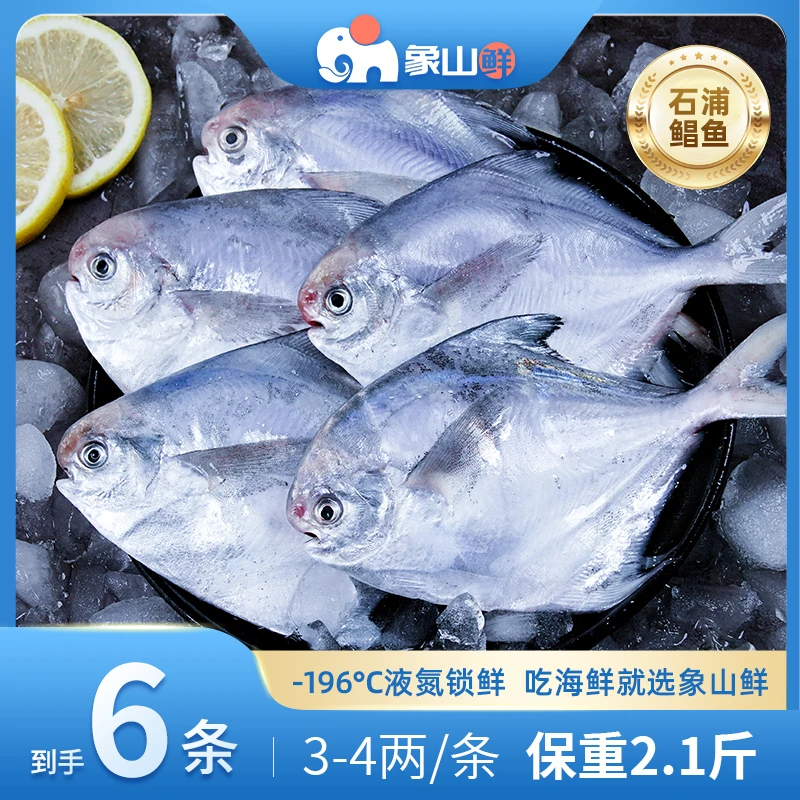 象山鲜东海捕捞白鲳银鲳鱼液氮锁鲜3-4两海鲜6条