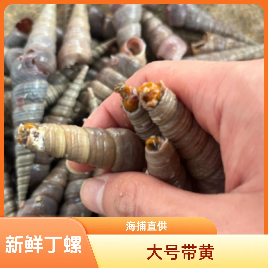 【大蕾子亲选】新鲜海捕丁螺去尾带黄5斤（2包料包）贝壳海鲜