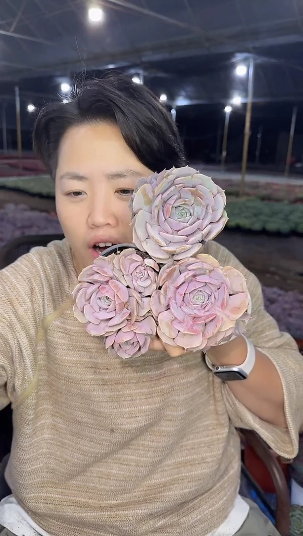 双头粉蝶3颗带盆土 5.99