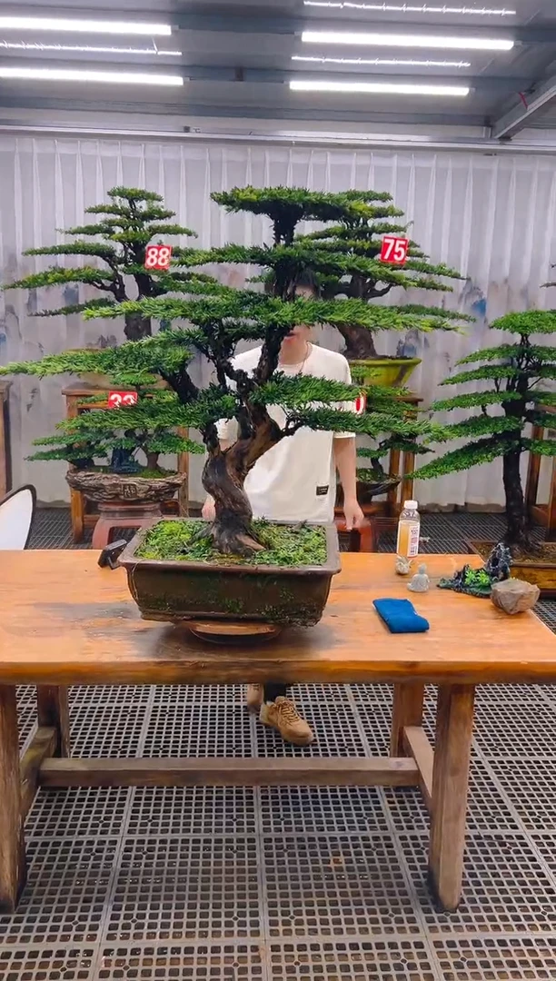 无花朵富***茶精品盆景直播间一物一拍