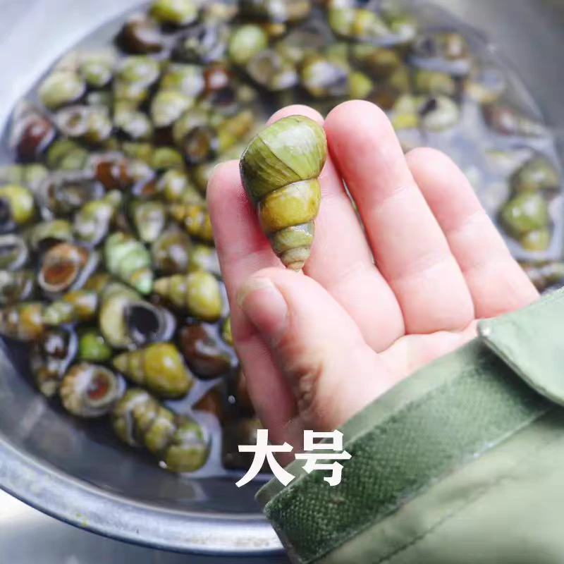 新鲜不剪尾大螺蛳500克