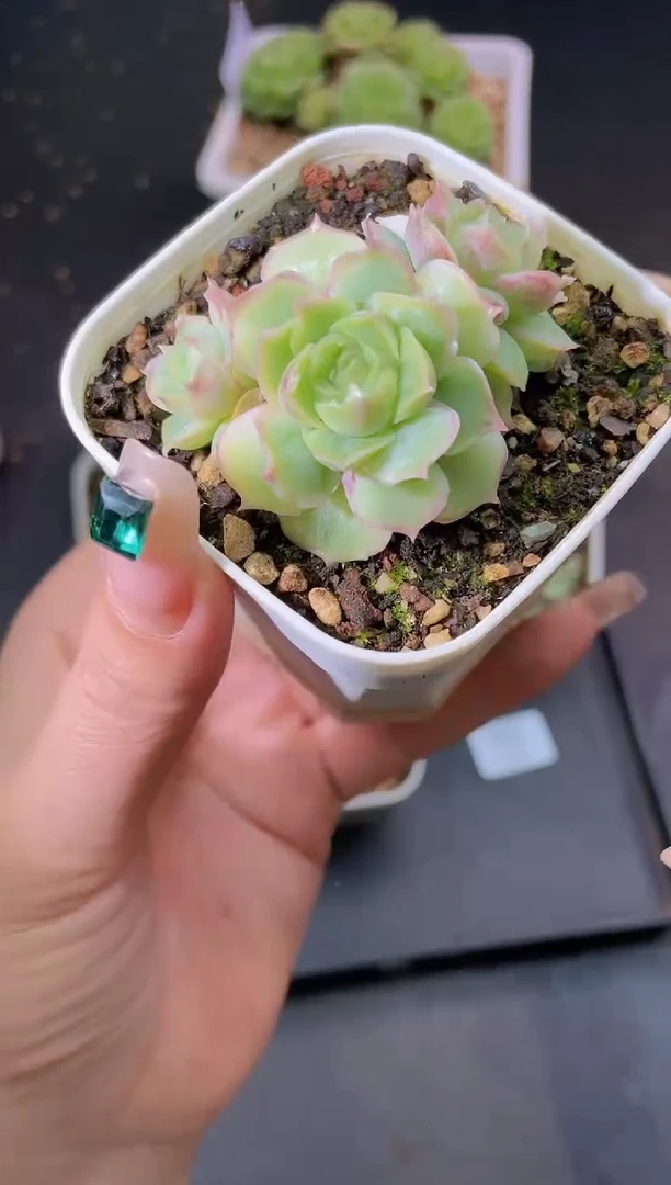 004虾饺量拍发一颗