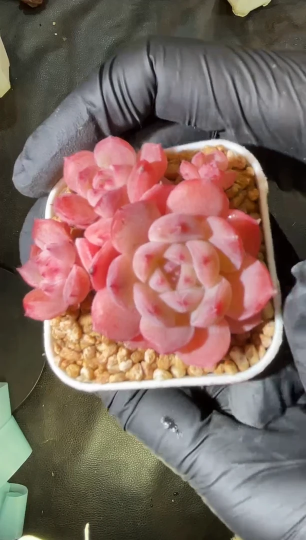 闪购2941  小桔灯不包整散多肉一颗   4-5厘米