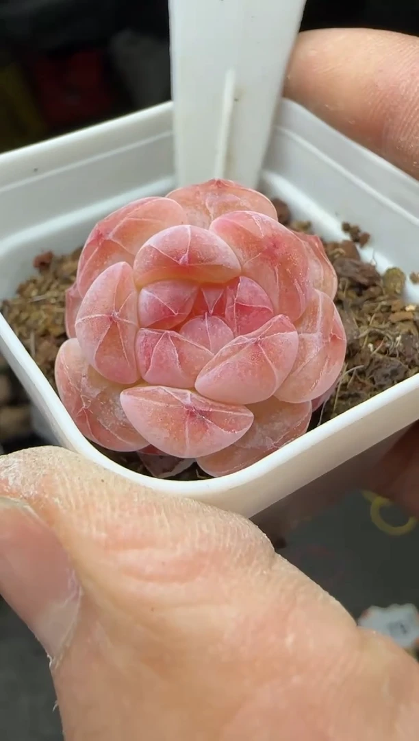 【闪购商品】一物一拍0217—78