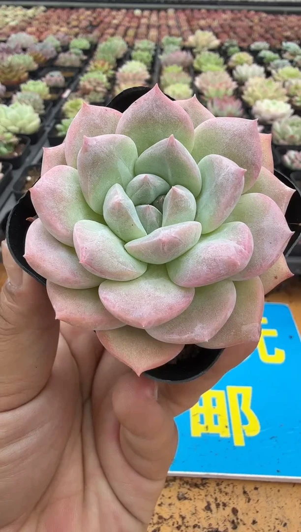 东云多肉园二店-73