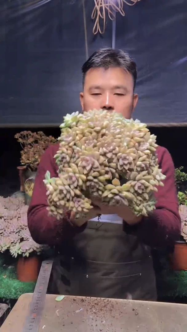 170淡雪缀化一物一拍