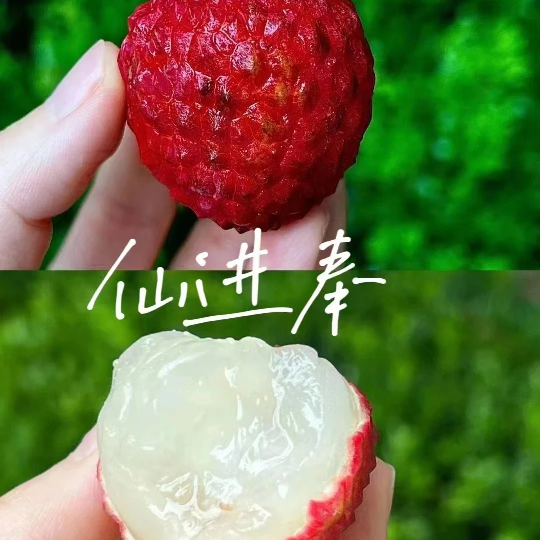 【蓝鲸小掌柜】仙贵荔仙进奉荔枝一箱2斤左右，有大核有小核