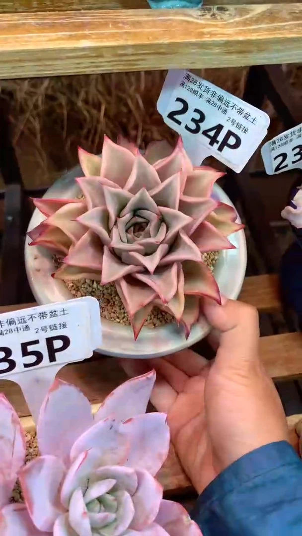 234P饺子皮（一物一拍实付满28发货，默认不带盆土）