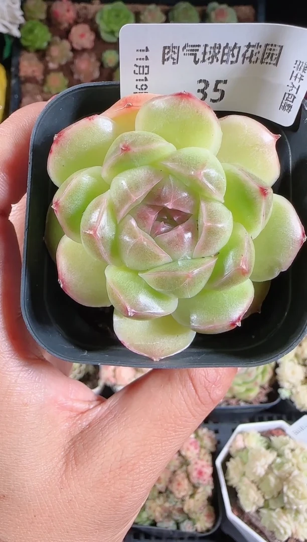 1119-35群生不包整