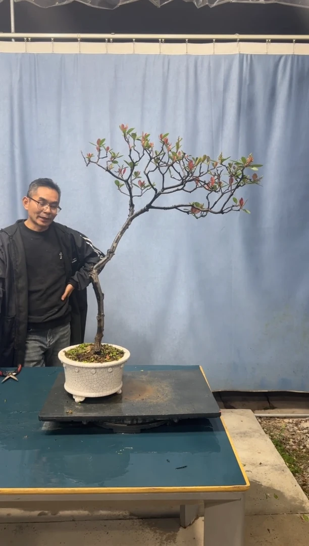 【闪购商品】盆景春花