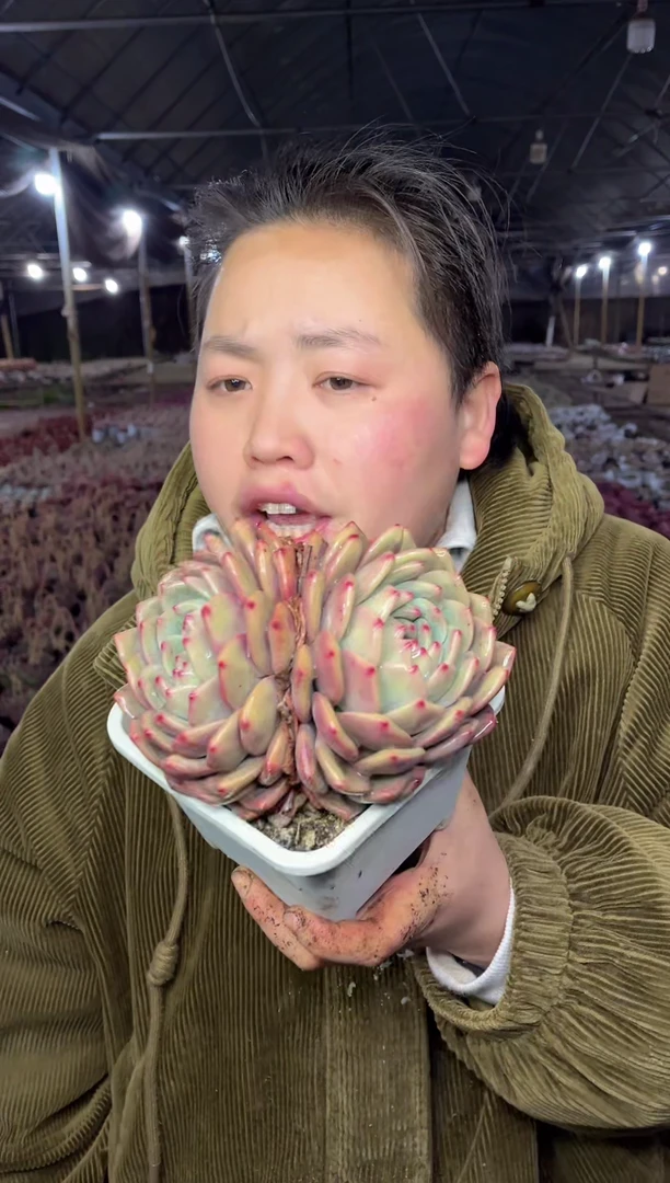 【闪购商品】99-白方双头起艾利尔带盆土9.99