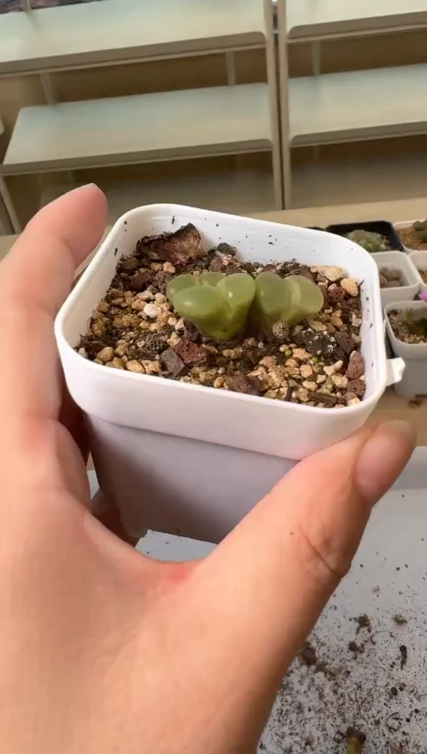 24-41多肉植物肉锥