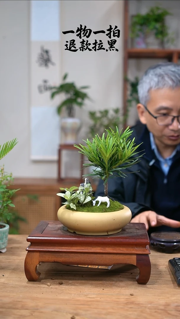 完全开放燕***梢465灵罗汉松