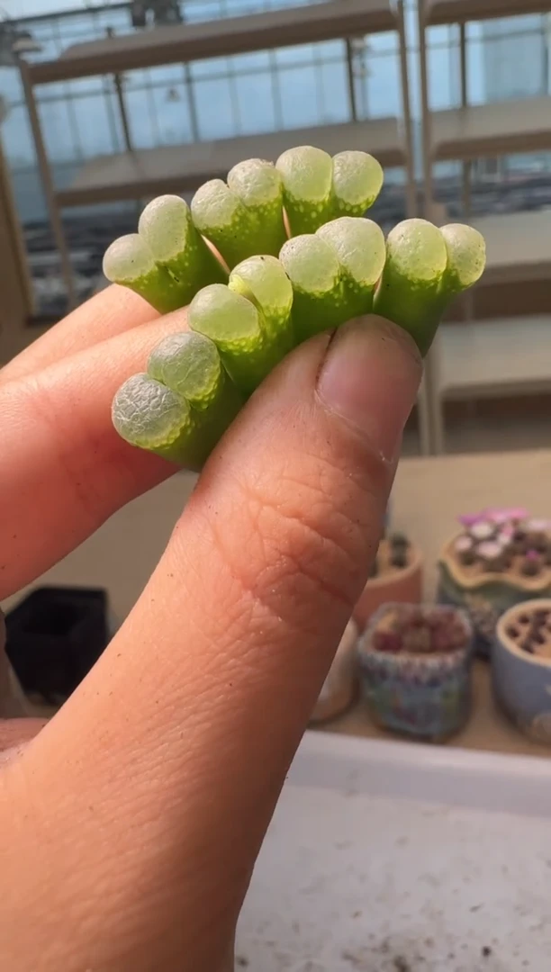 28-142多肉植物肉锥
