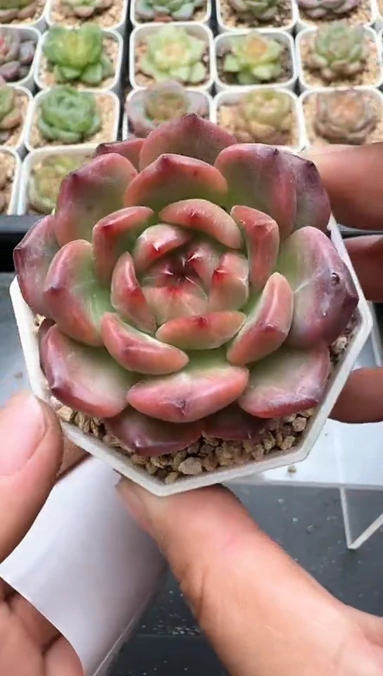 748F云禹多肉植物 默认脱土纸巾打包 3颗包邮