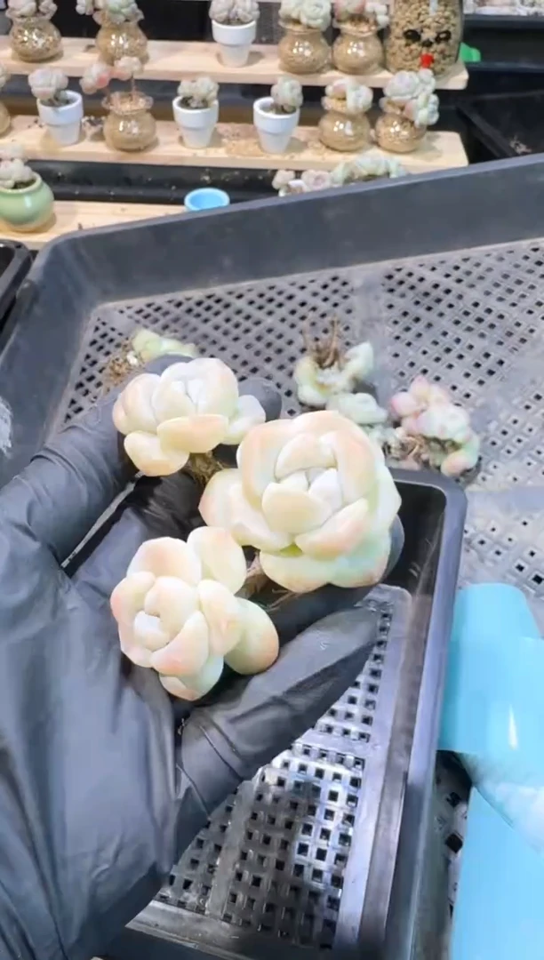 【闪购商品】127号到手1框-江北多肉