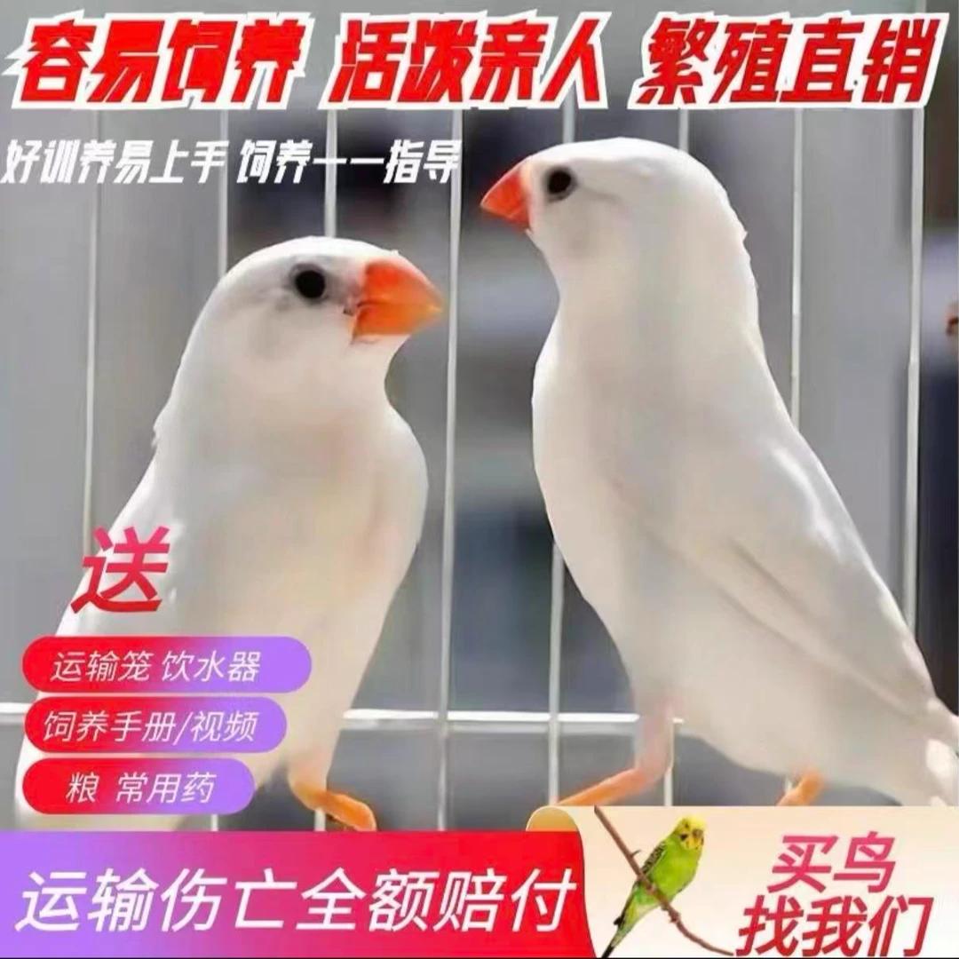 珍珠鸟活体白灰珍珠观赏宠物鸟活物手养珍珠鸟