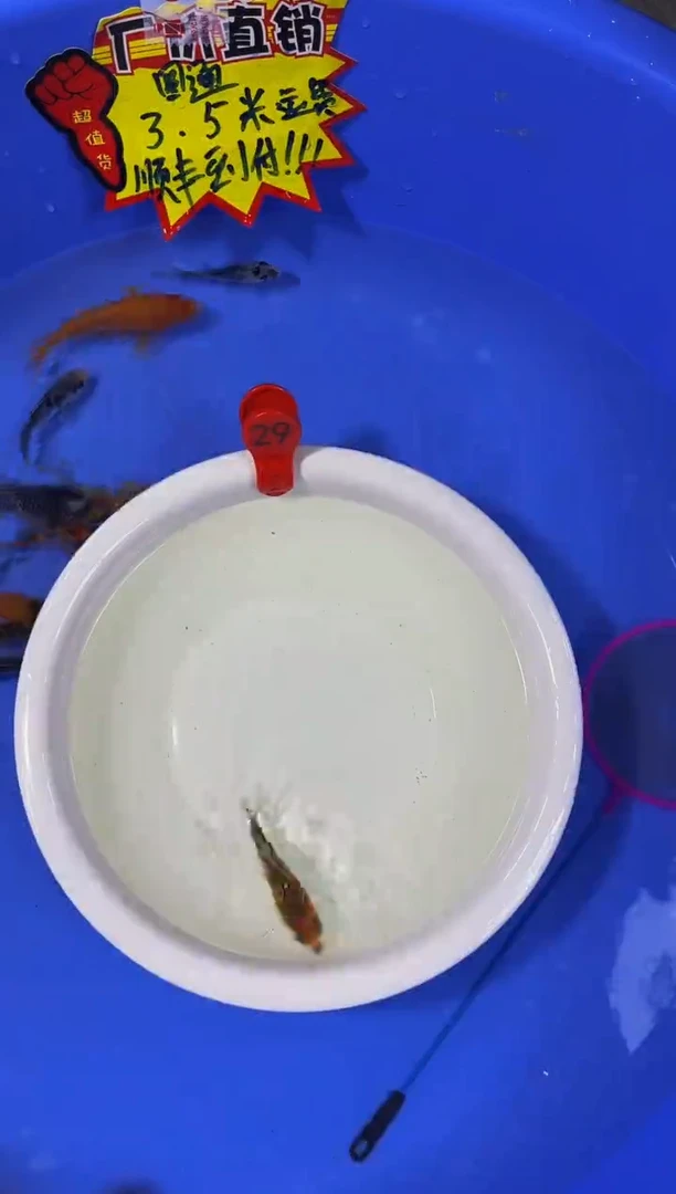 锦鲤活体二号链接
