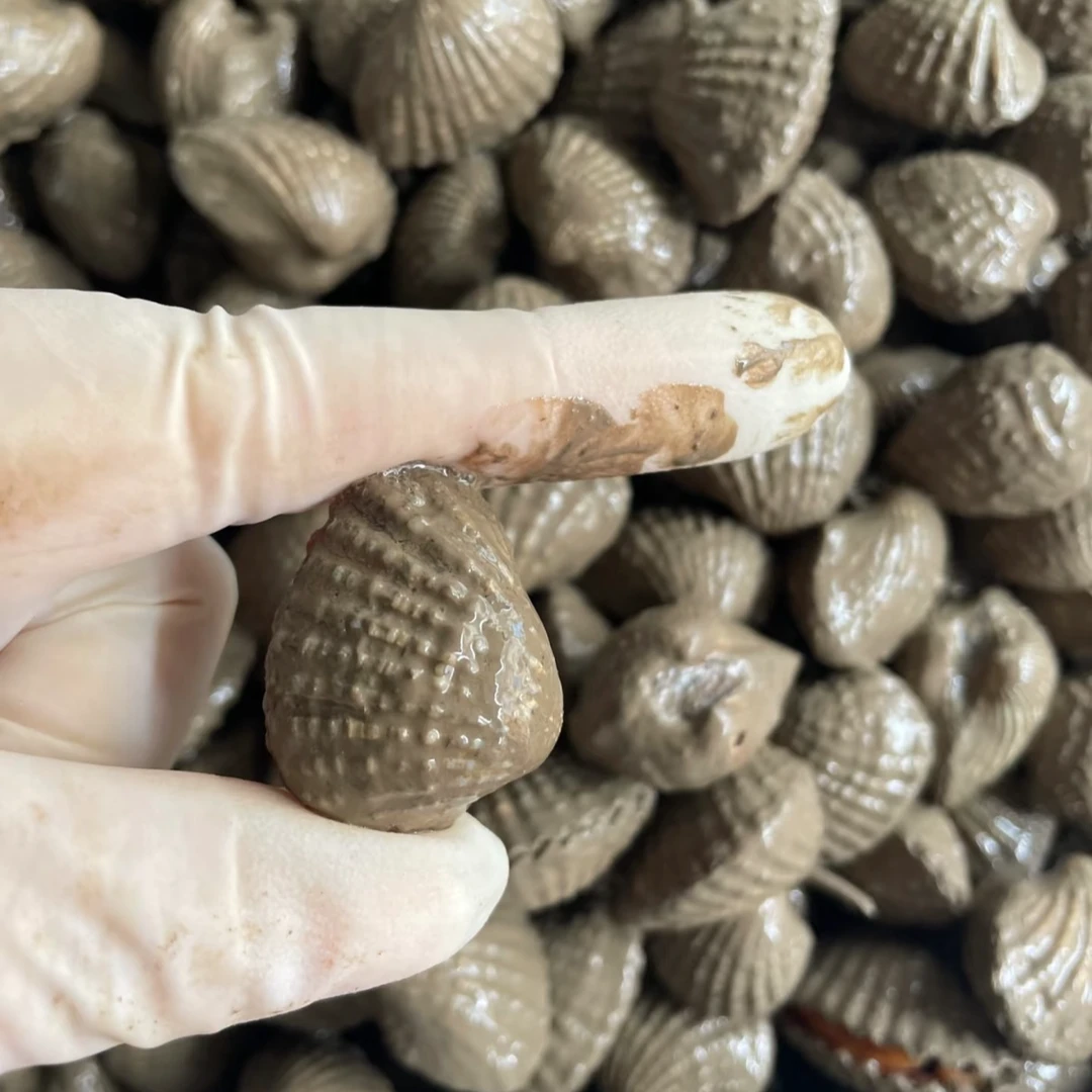 交关赞宁波三门特产血蚶鲜活现捕家庭装