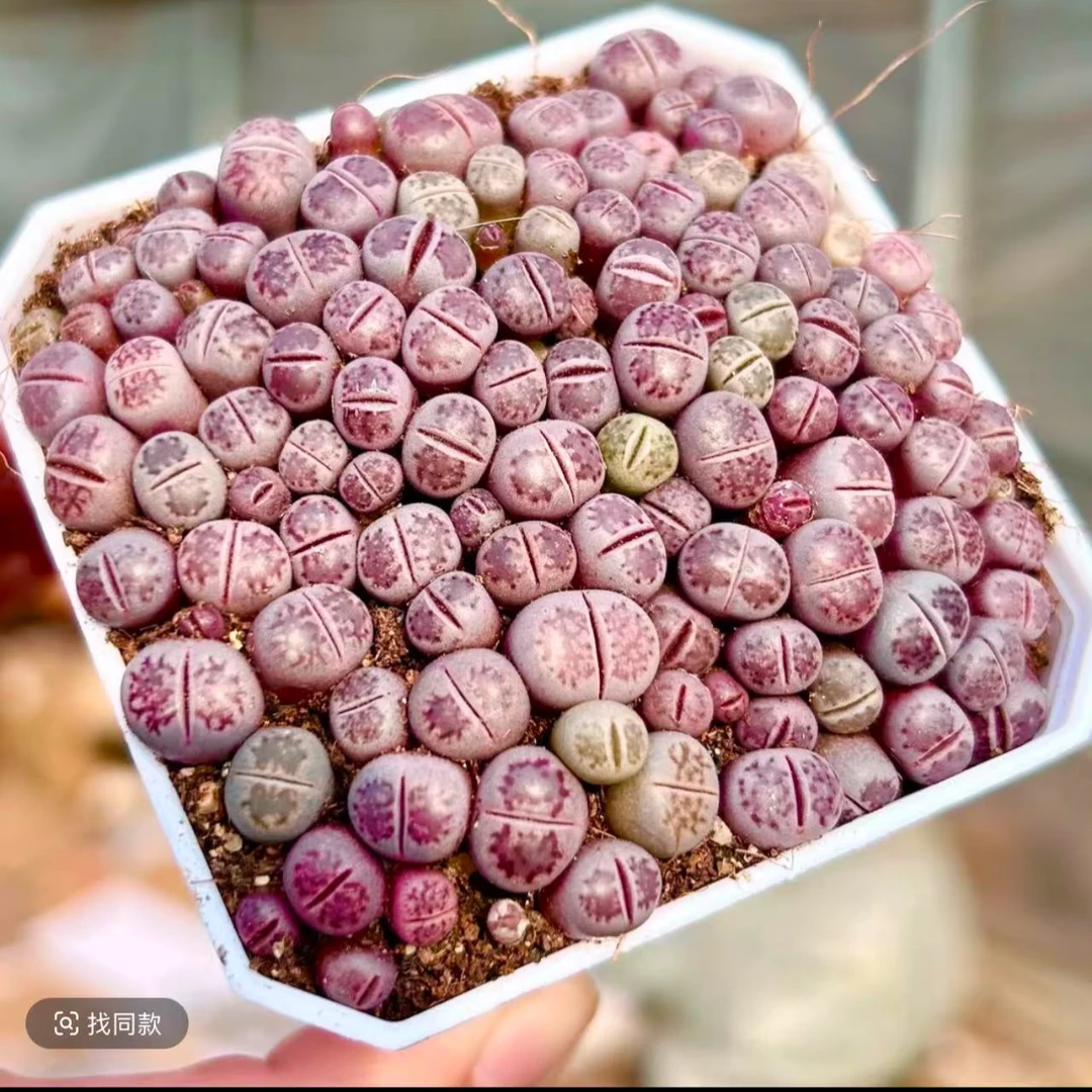 凑满15元包邮【生石花】紫色生石花多肉植物稀有