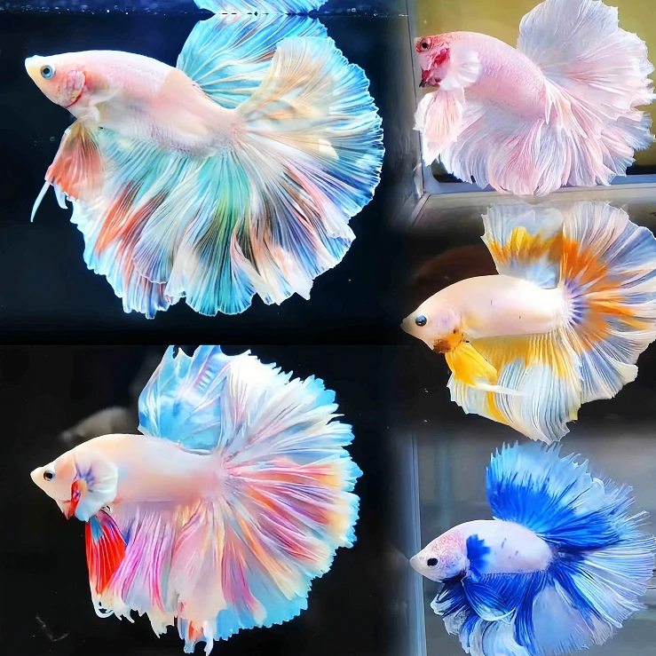 随机颜色斗鱼一条