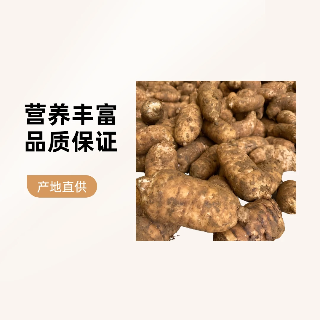 云南昭通小草坝天麻