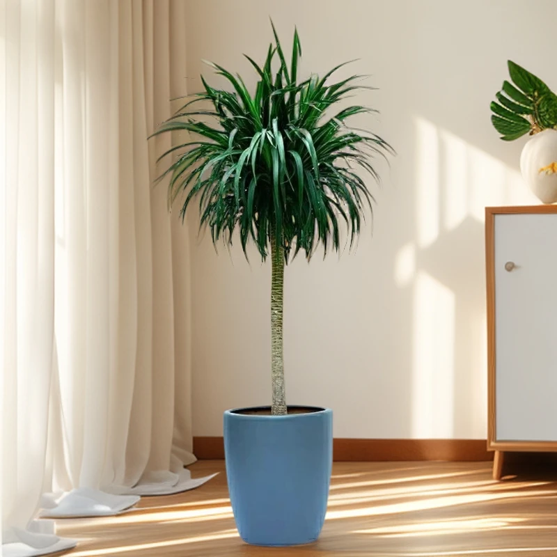 【顺丰京东快递送货上门】1.6-1.8米老桩龙血树盆栽绿植物室内造型