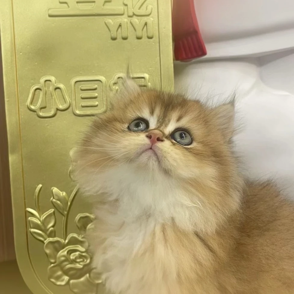 【自来咪】金渐层活体猫猫