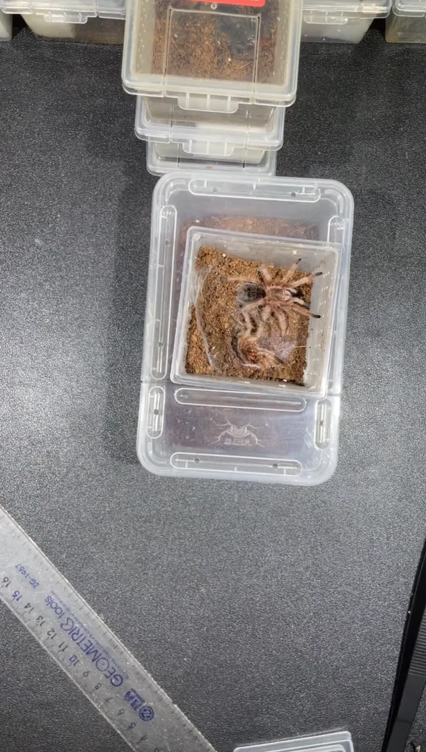 跳蛛火玫瑰5-6cm母的
