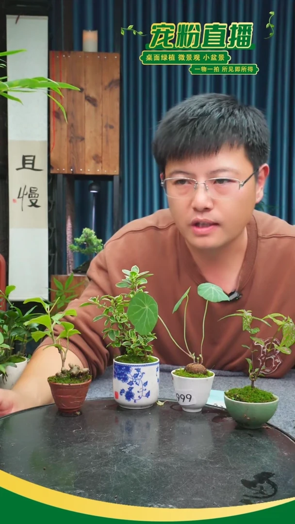 无花朵S***O苔藓微景观999号