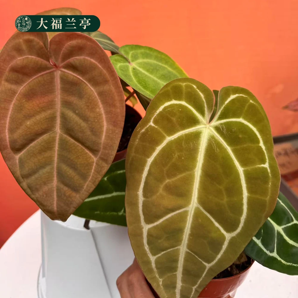 巨洞帝王火鹤王火鹤后花烛ins风桌面植物龟背竹绿植室内植物