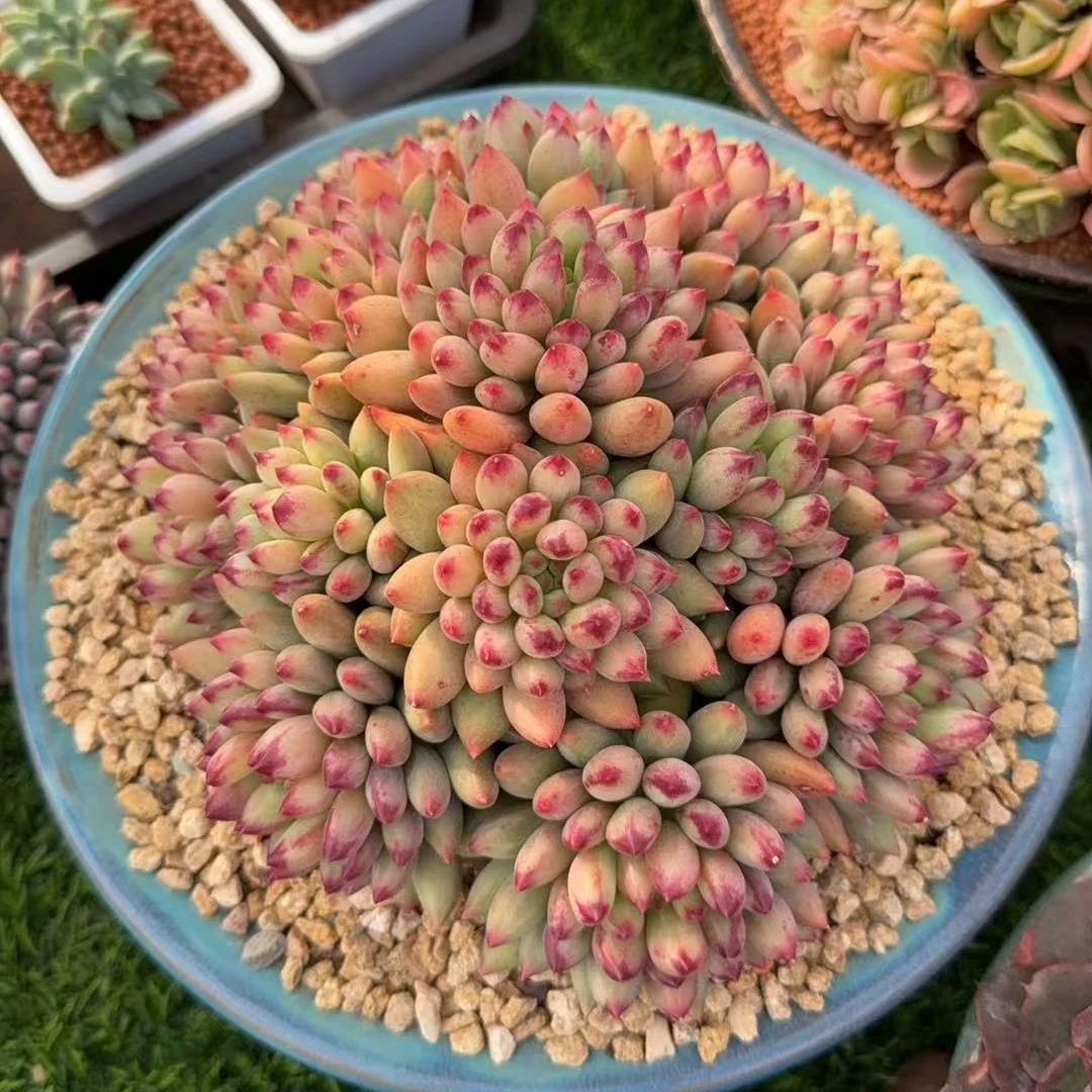 1号（001—100）一物一拍综合链接 点击对应号码购买